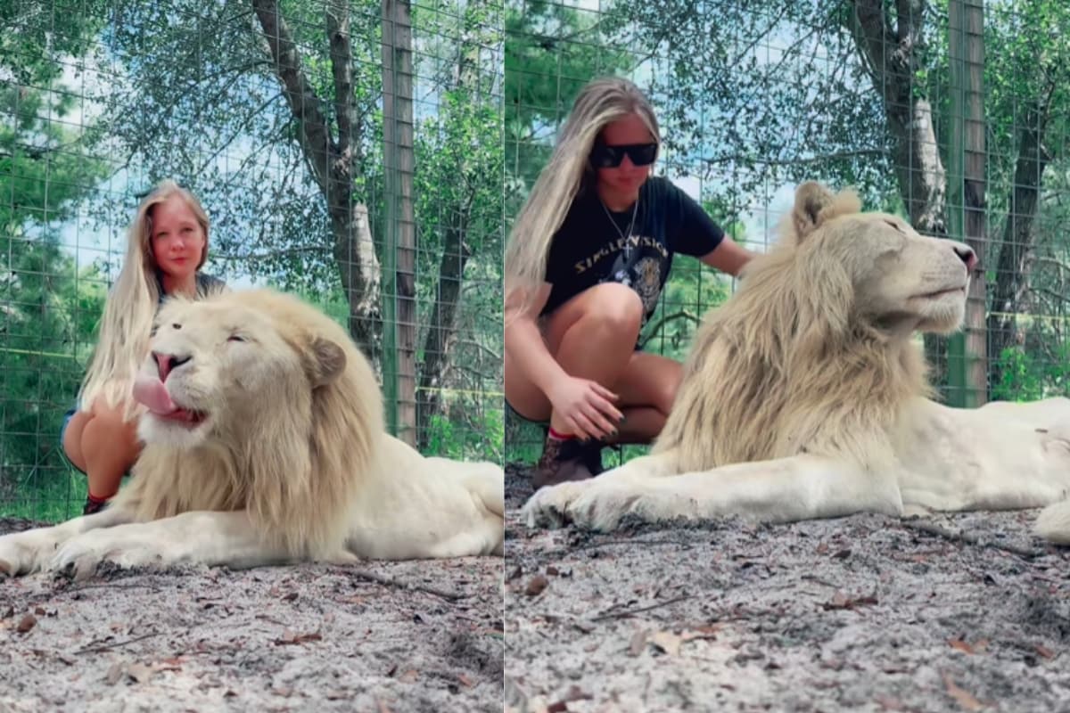 Giant White Lion And Caretaker Share Unlikely Bond In Viral Video