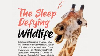 Wild animals are often sleep deprived, not by choice, but by the harsh demands of their environment. Wild animals are often sleep deprived, not by choice, but by the harsh demands of their environment.