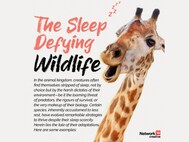 Wild animals are often sleep deprived, not by choice, but by the harsh demands of their environment.