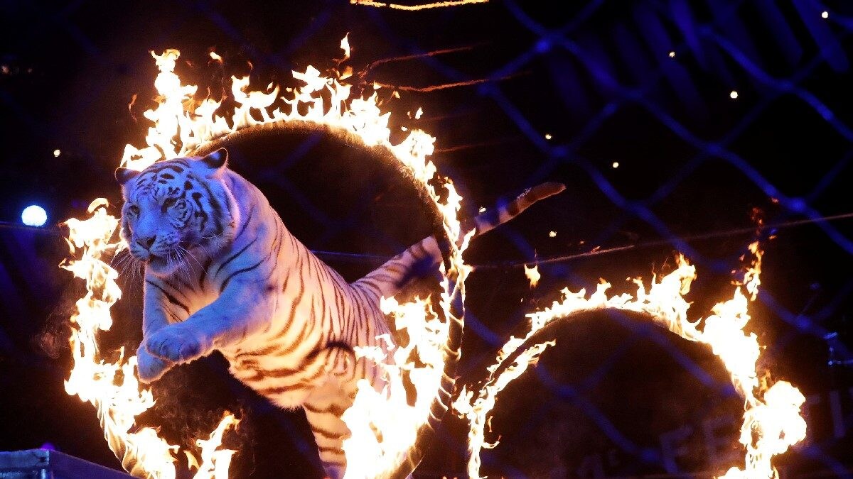 Tiger Mauls Handler In Australian Amusement Park, Alert Staff Restrain Big Cat From Causing More Damage – News18 Tiger Mauls Handler In Australian Amusement Park, Alert Staff Restrain Big Cat From Causing More Damage – News18