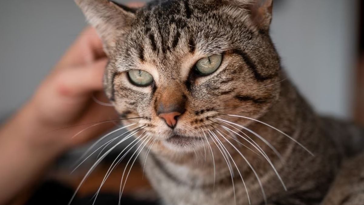 Cats Pose Similar Health Risks As Pigs, Have Potential To Cause Pandemics: Study – News18