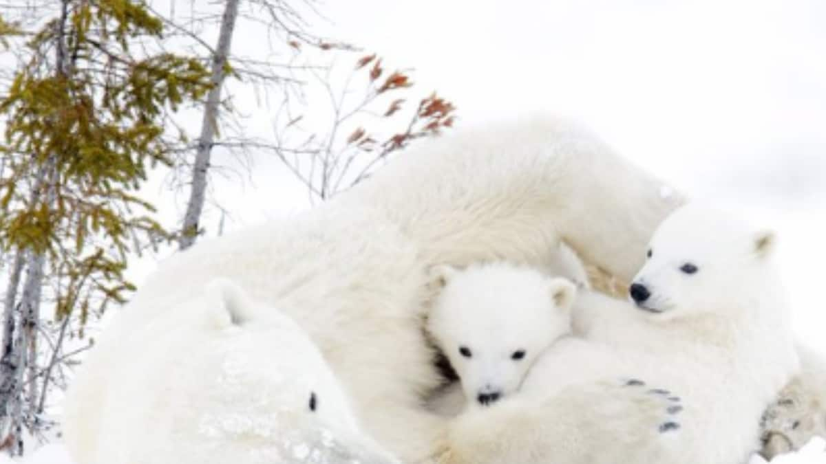 How This Remote Canadian Town Turned Into The 'Polar Bear Capital Of The World'