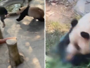 In Shocking Video, Giant Panda Chases And Attacks Zookeeper - News18