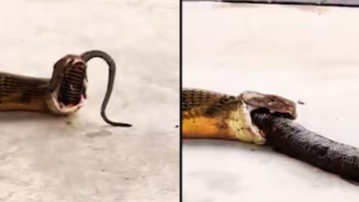 Watch King Cobra Throws Up 3 Snakes In Middle Of Road News18