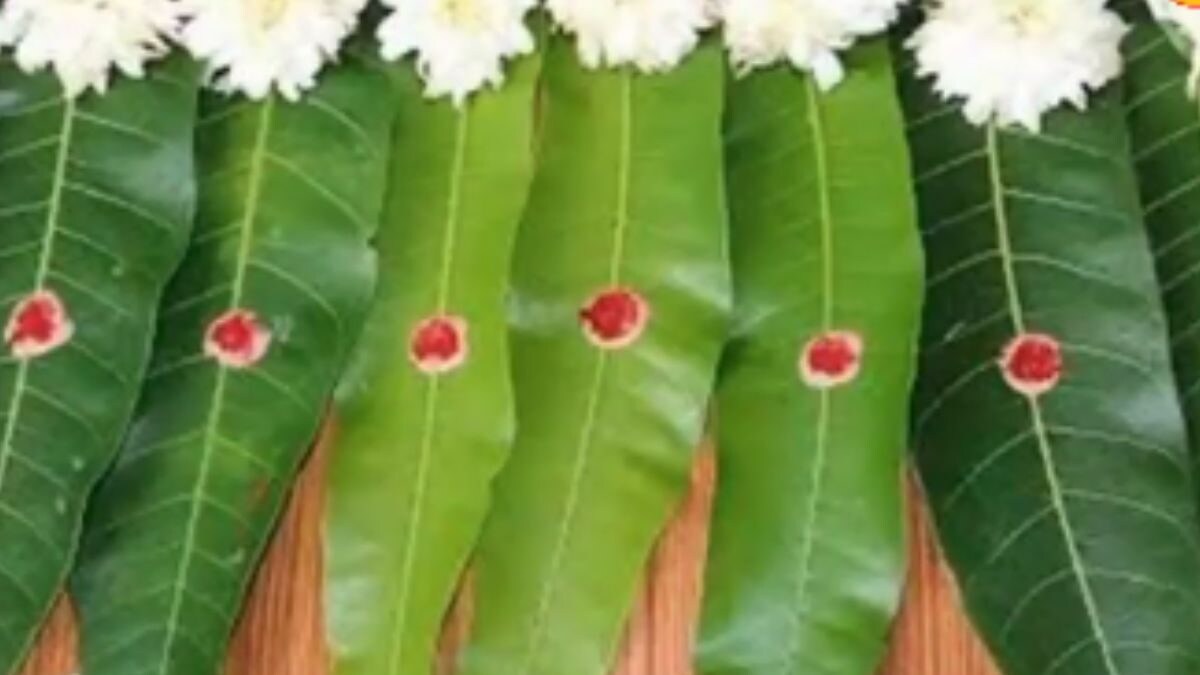 Diwali 2024 How Mango Leaf Toran Brings Positive Energy News18