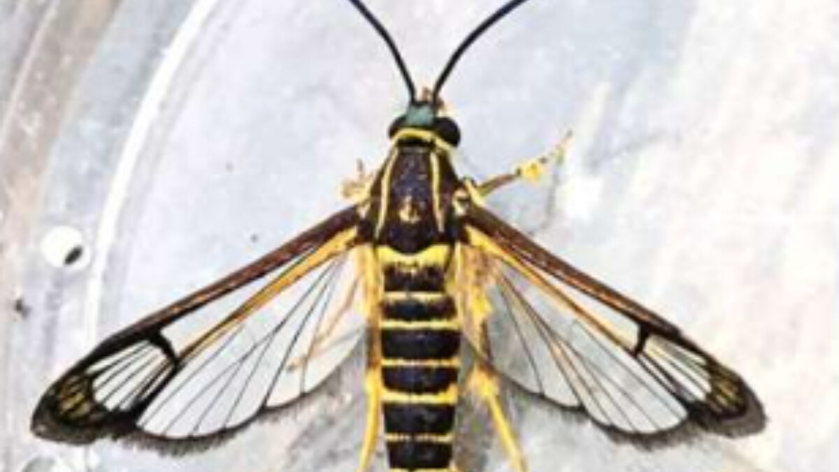 Abad Rarr Rare Moths From Guyana Accidentally Discovered In Wales After ...