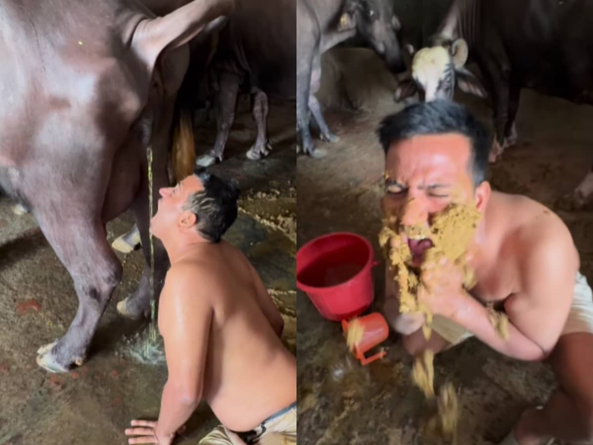 Puneet Superstar Drinks Buffalo Urine, Rubs Dung on His Face for Instagram  Reel - News18