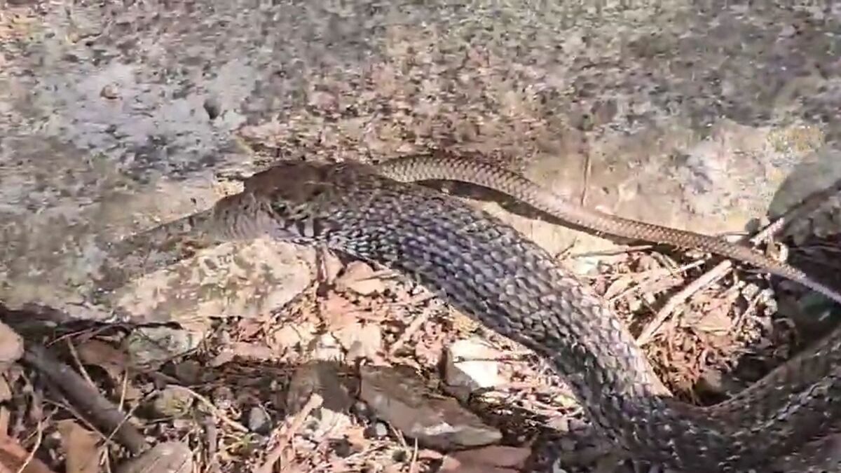 Serpent's Revenge: 7-Foot Snake Devours Smaller Companion, Spits It Out in Front of Crowd