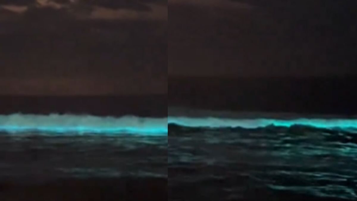 Chennai’s ECR Beach Glows Blue: Where Else Can You See Bioluminescence ...