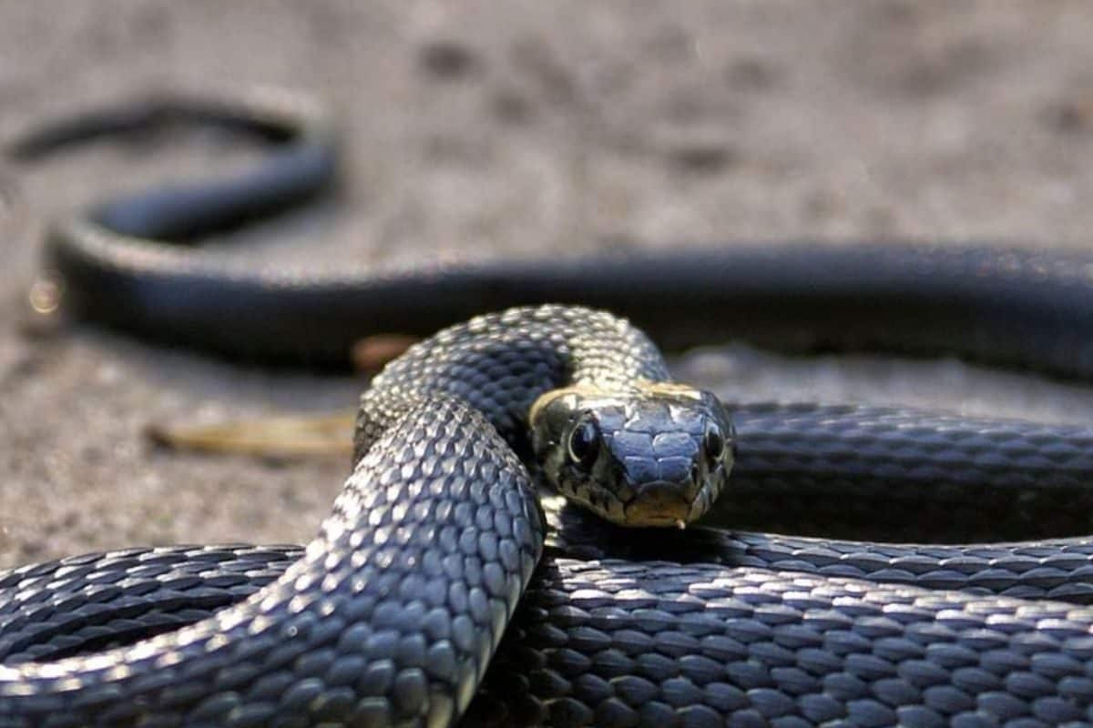 Student Bitten By Snake Inside Classroom, Kerala Govt Orders Probe