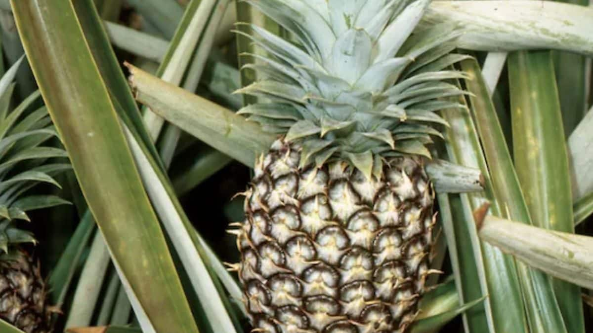 Improved Immunity To Digestion, Health Benefits Of Eating Pineapple – News18