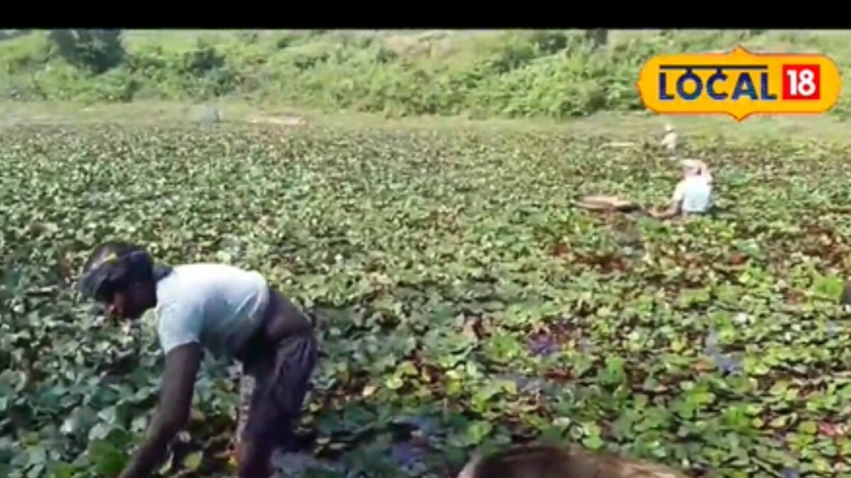 Grown in Waterlogged Areas for Only One Month Each Year, This Fruit Helps With Thyroid and Hair Loss