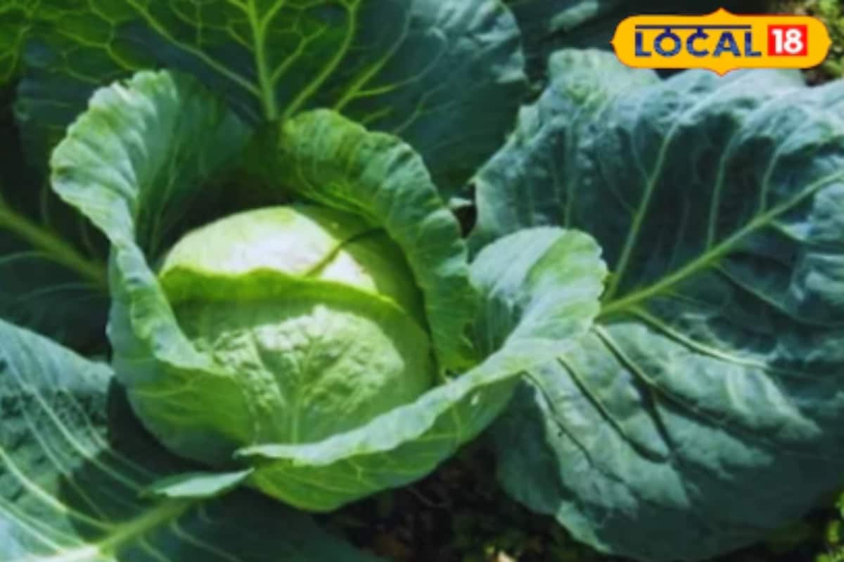 How To Remove Worms From Cauliflowers And Cabbages? Some Essential Tips