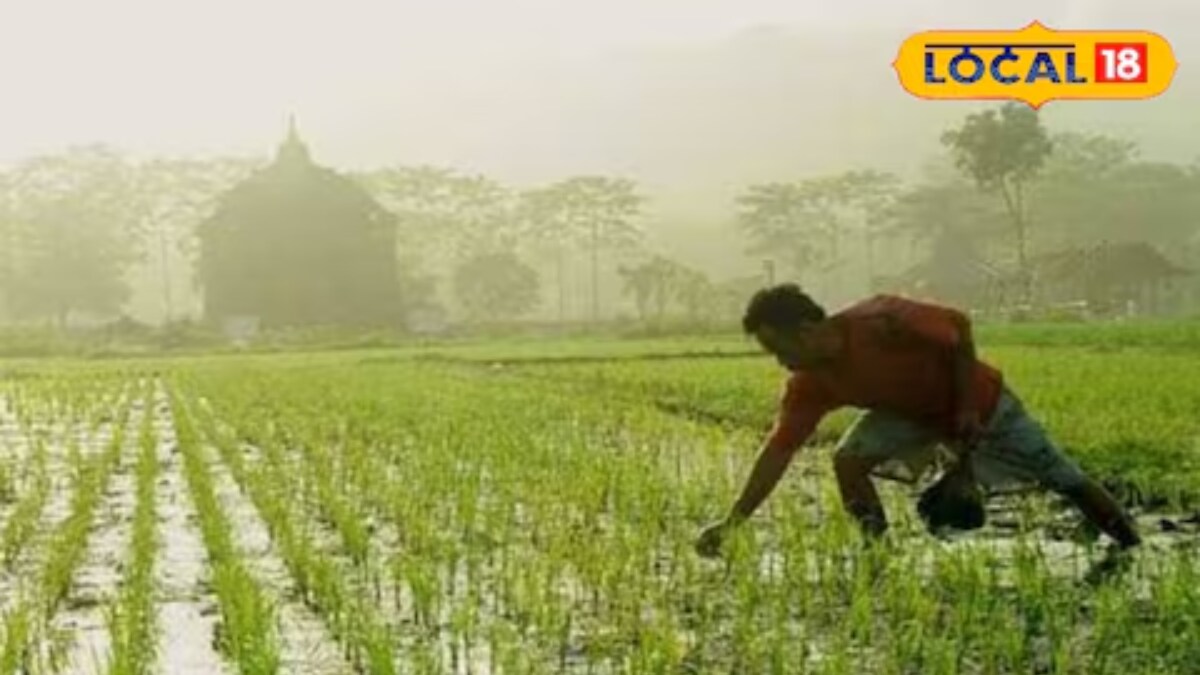 Rajasthan Raises Compensation For Farming Accidents That Lead To Spinal Cord Fracture Or Coma