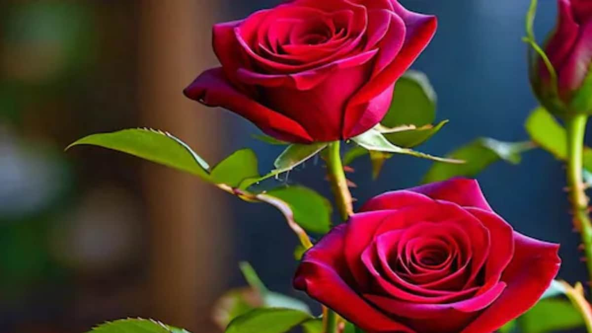 5 Ways To Keep Roses Blooming Vibrantly This Winter – News18