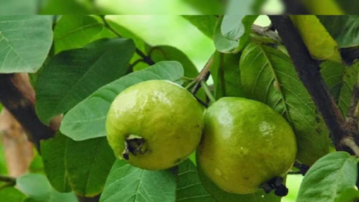 Health Benefits Of Guava And Its Leaves You Just Can't Miss