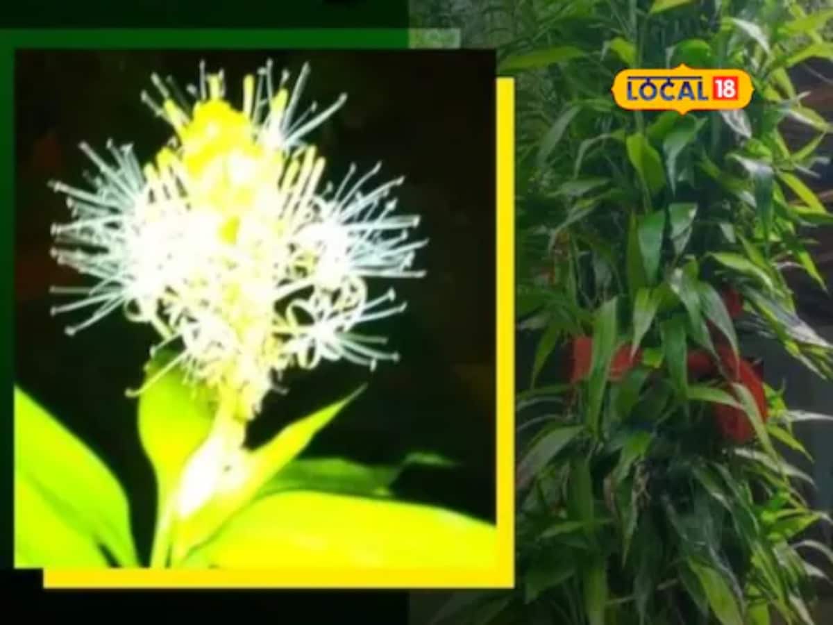 Lucky Bamboo Plant Blooms In Southern Karnataka After 14 Years | Lifestyle  News - News18