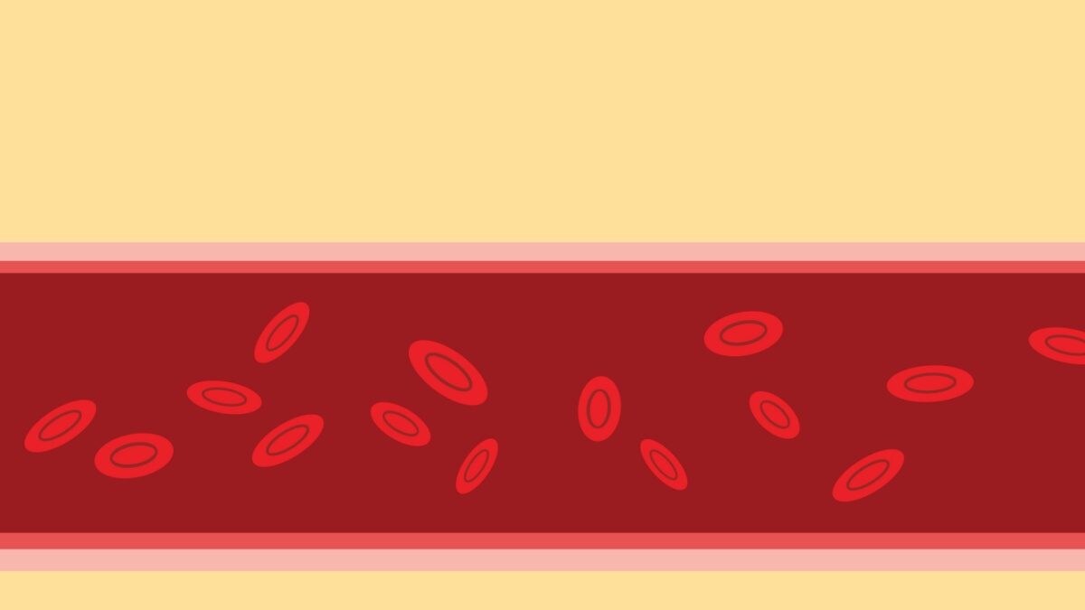 How Far Could Our Blood Vessels Stretch If Laid Out End to End?