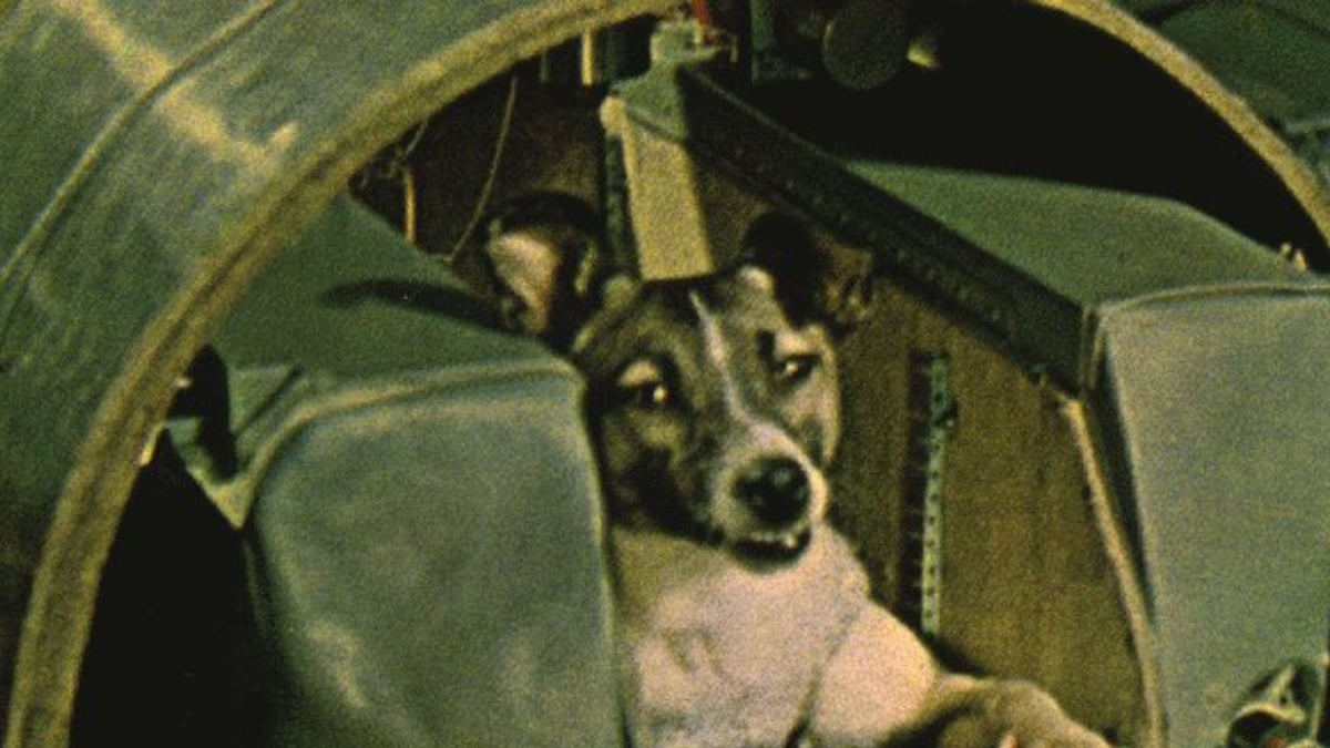 The Heartbreaking Story Of Laika, The First-Ever Space Dog Who Never  Returned To Earth | Viral News - News18