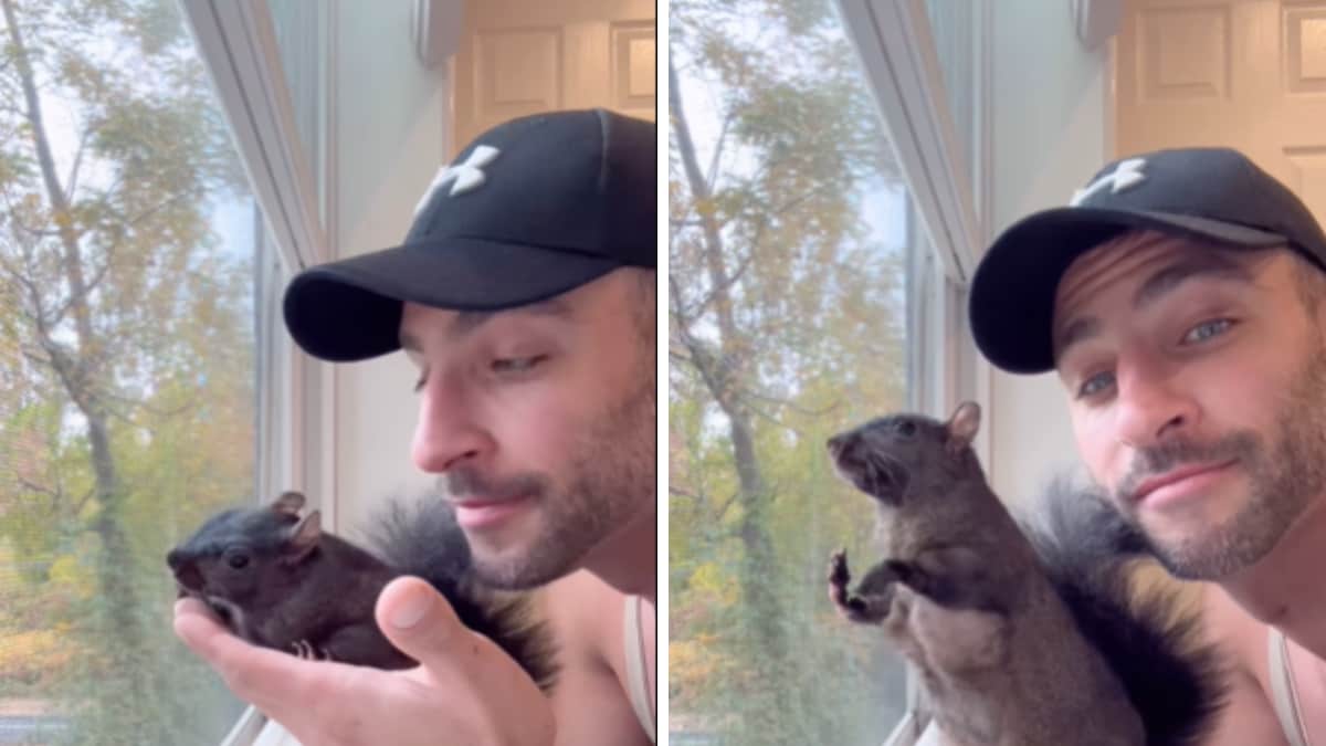Shocking Squirrel Euthanised Viral Squirrel Peanut Was 'Rabies-Free’: Shocking Report ...