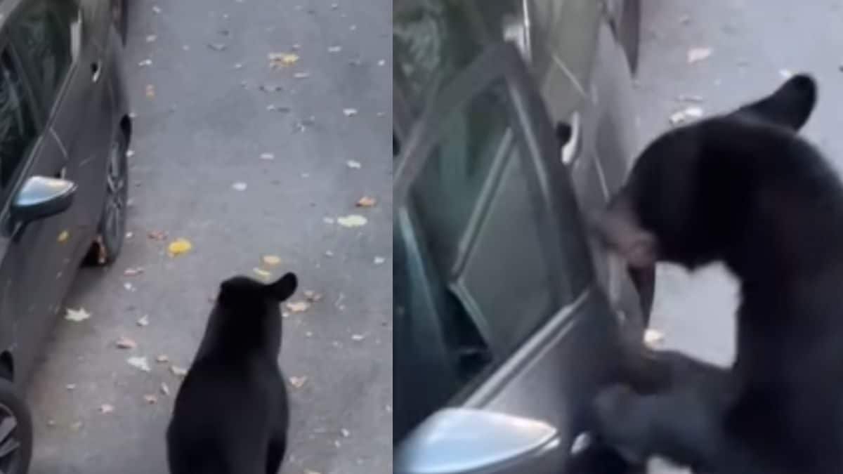 ‘That’s His Car Now’: Internet Agrees After Bear Breaks Into Vehicle ...
