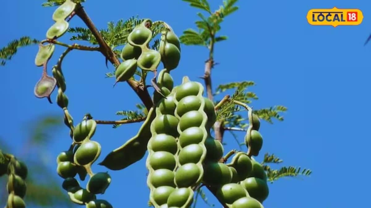 From Respiratory Issues To Menstrual Health, This Rare Endangered Tree Can Solve All Problems – News18