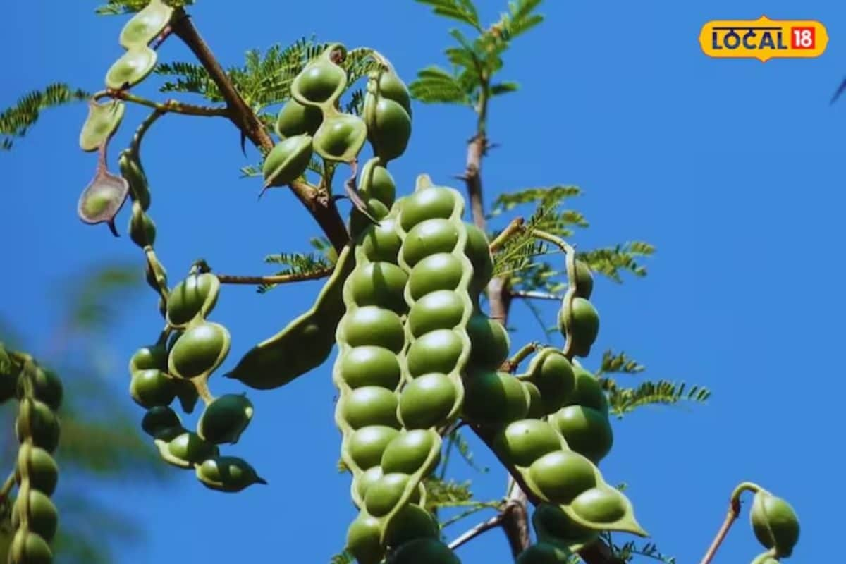 From Respiratory Issues To Menstrual Health, This Rare Endangered Tree Can Solve All Problems