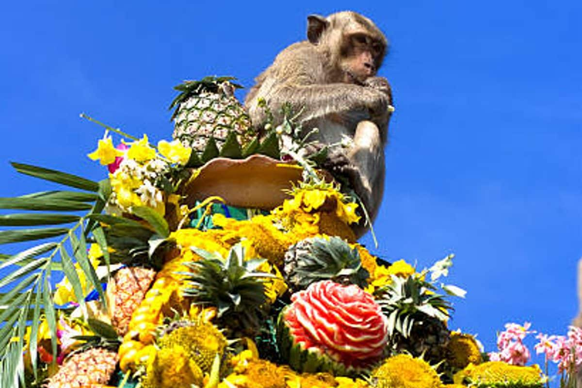 The Global Appeal of Lopburi’s Monkey Festival and Why It Draws Visitors From Around the World