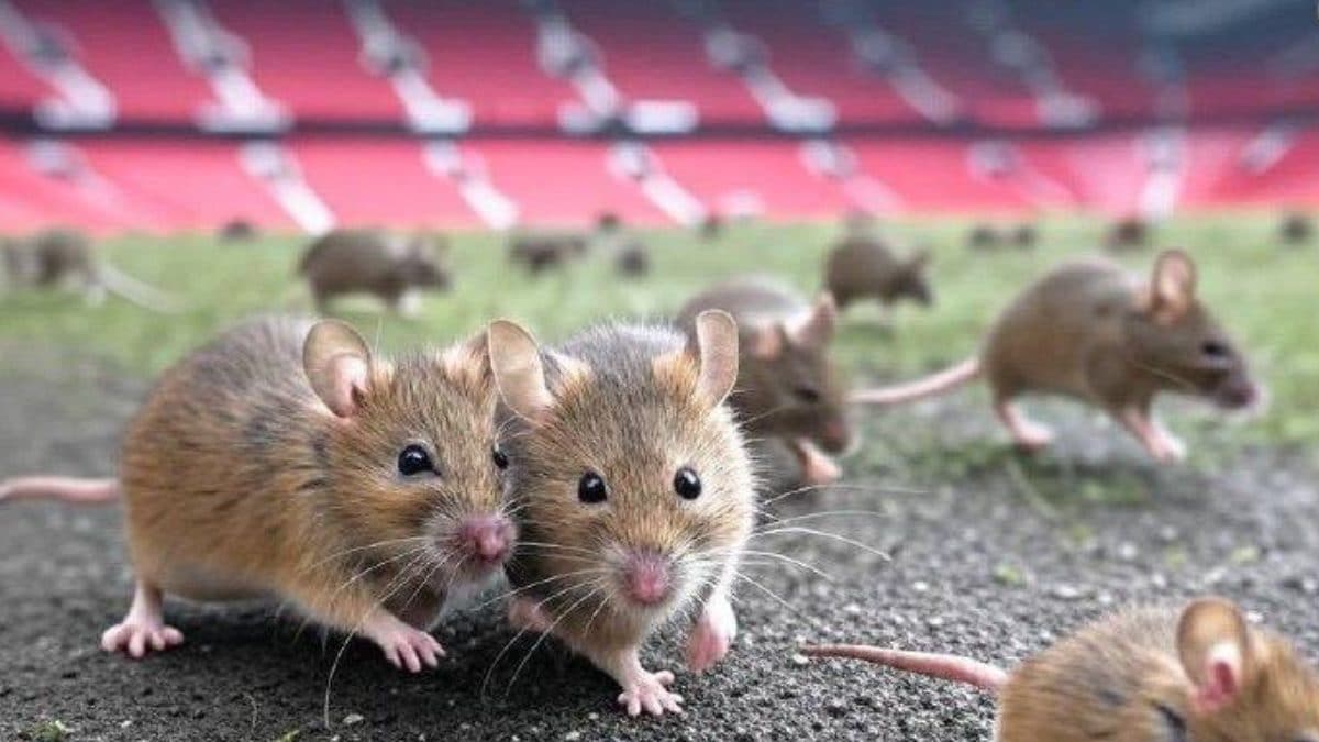 Mice Add Misery To Manchester United’s Premier League Woes – Report – News18