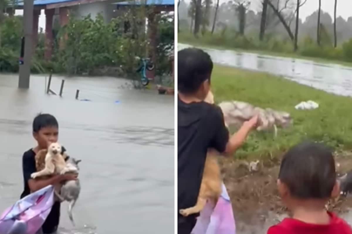Video Of A Boy Saving 3 Cats In Flood-hit Malaysia Wins A Million Hearts Online | Viral News - News18