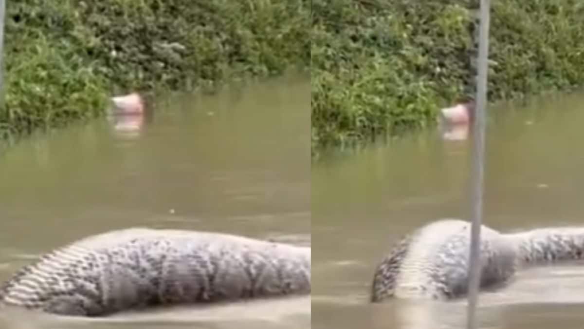 After 'Eating A Dog', Giant Python Spotted Floating In Flood Waters ...