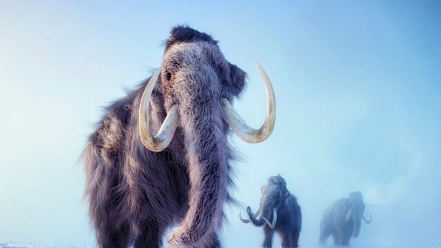 Ancient Clovis Hunters Relied On Mammoths For Survival: Study | Viral ...