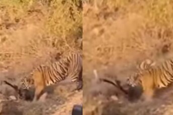 Wildlife enthusiasts were upset with tourists and the Ranthambore authorities. (Photo Credit: YouTube) Tourists At Ranthambore National Park Face Flak For Getting Too Close To A Tiger Hunting Deer