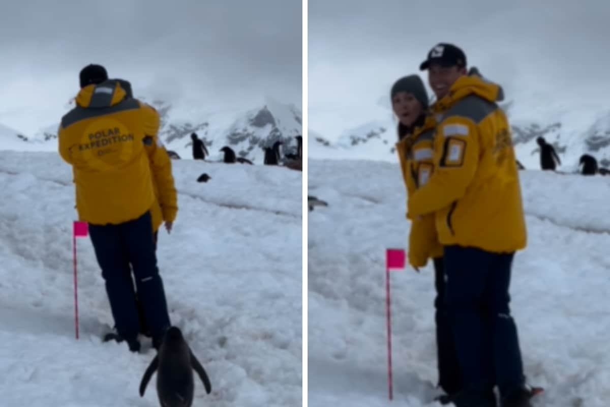 Watch: Penguin Patiently Waits For Couple To Make Way In Antarctica