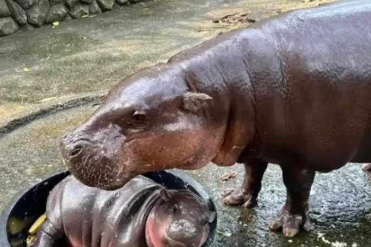 Moo Deng, The Adorable Baby Hippo, Is The Viral Sensation Of 2024