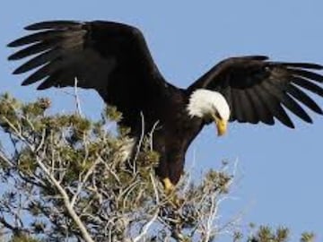 The Bald Eagle is seen. 