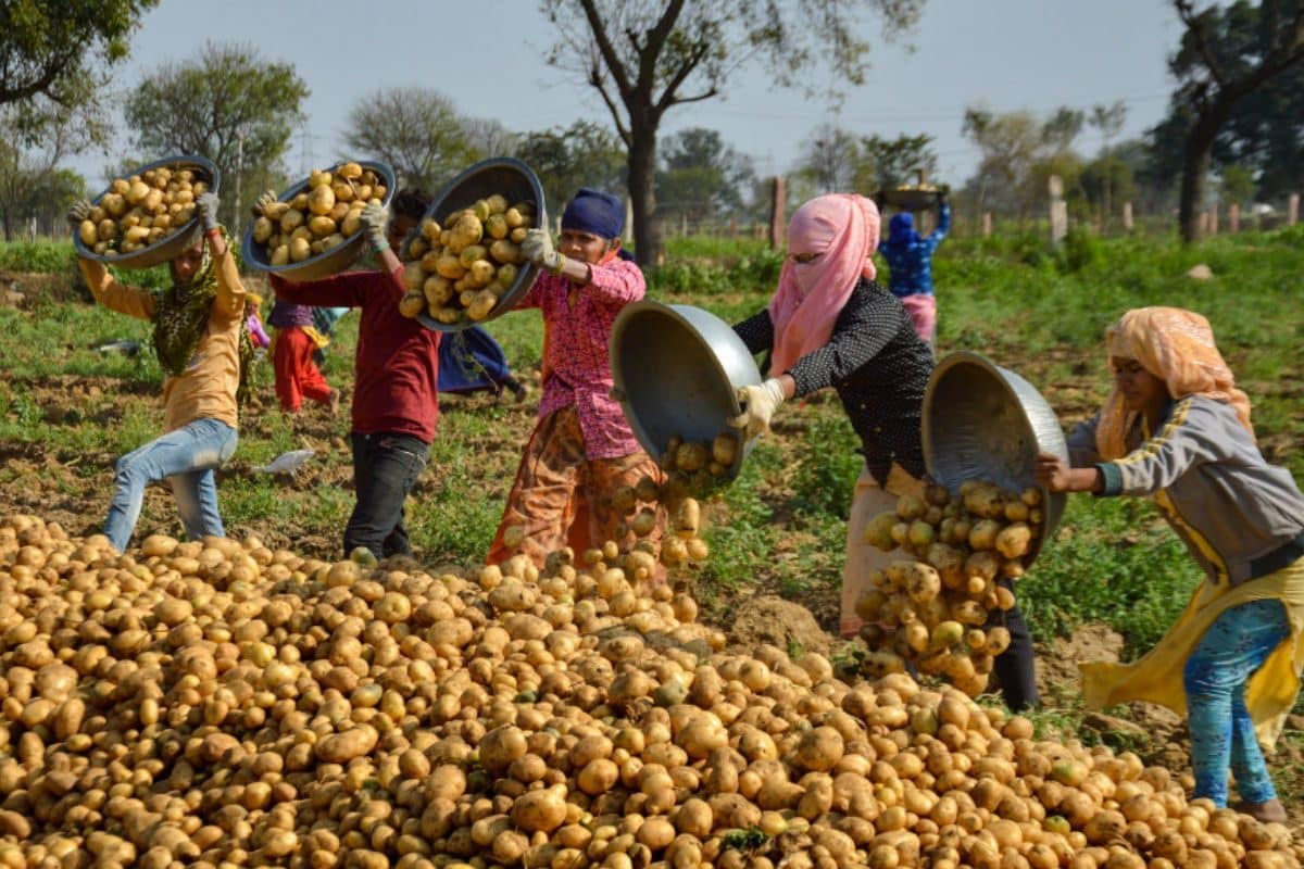 Why Has Mamata Banerjee Banned Potato Sales To Jharkhand And Odisha? Which Other States May Be Affected?