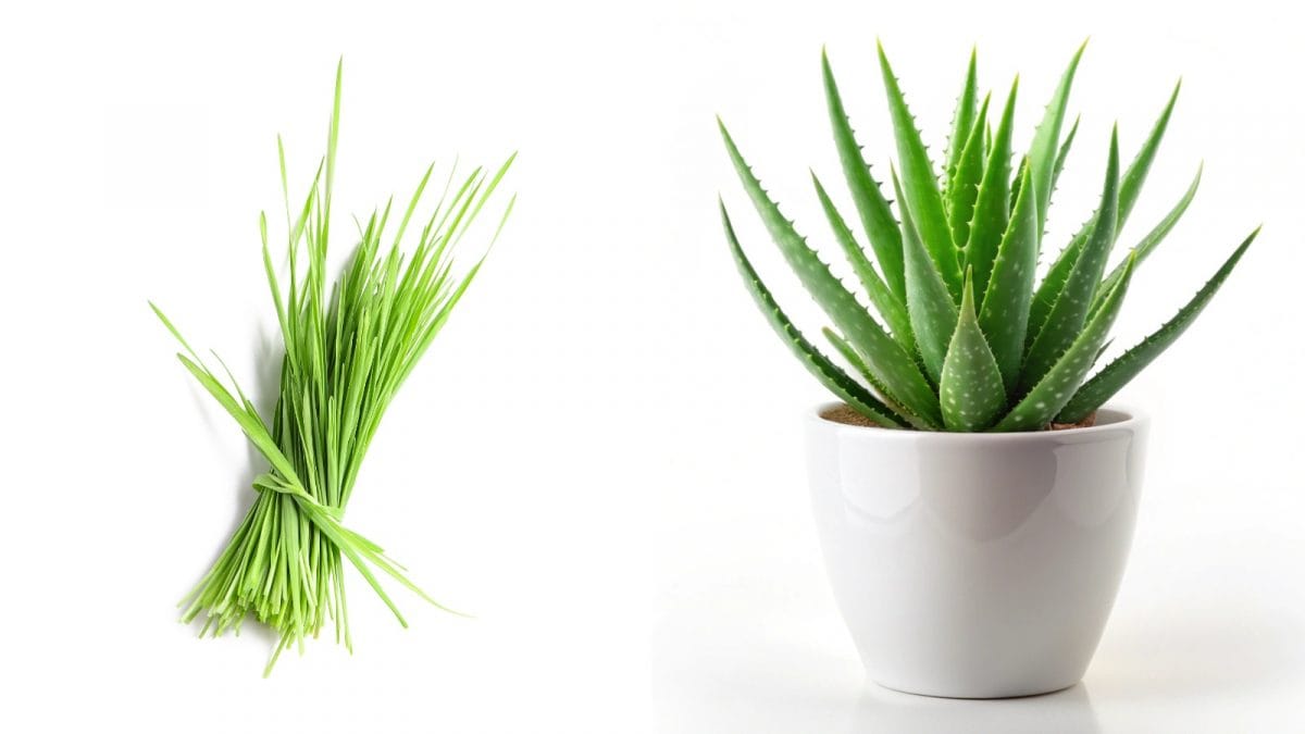 How Aloe Vera And Wheatgrass Can Transform Your Hair Care Routine