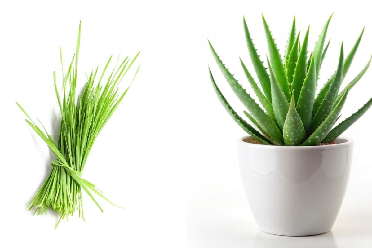 How Aloe Vera And Wheatgrass Can Transform Your Hair Care Routine