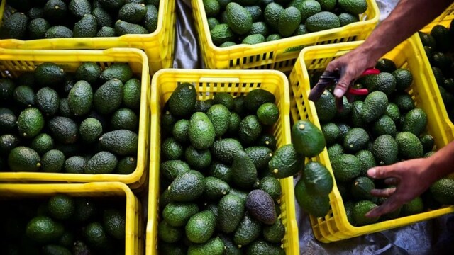 Avocados are displayed for sale | Representative image. AFP