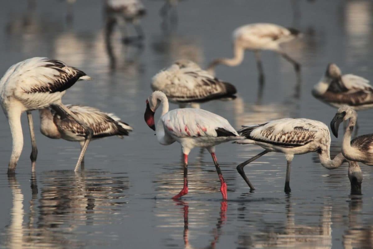 World Wetlands Day 2025: Theme, History, Significance, And Must-Visit Mumbai’s Wetlands