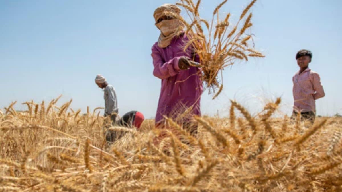 Opinion | From Farms To The Future: How Organic Food Can Build Viksit Bharat 2047