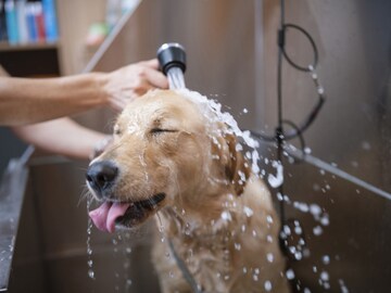 Overbathing dogs in winter can affect their skin. (Source: X)