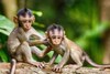 Do You Dream of Monkeys? Here's What It Could Mean