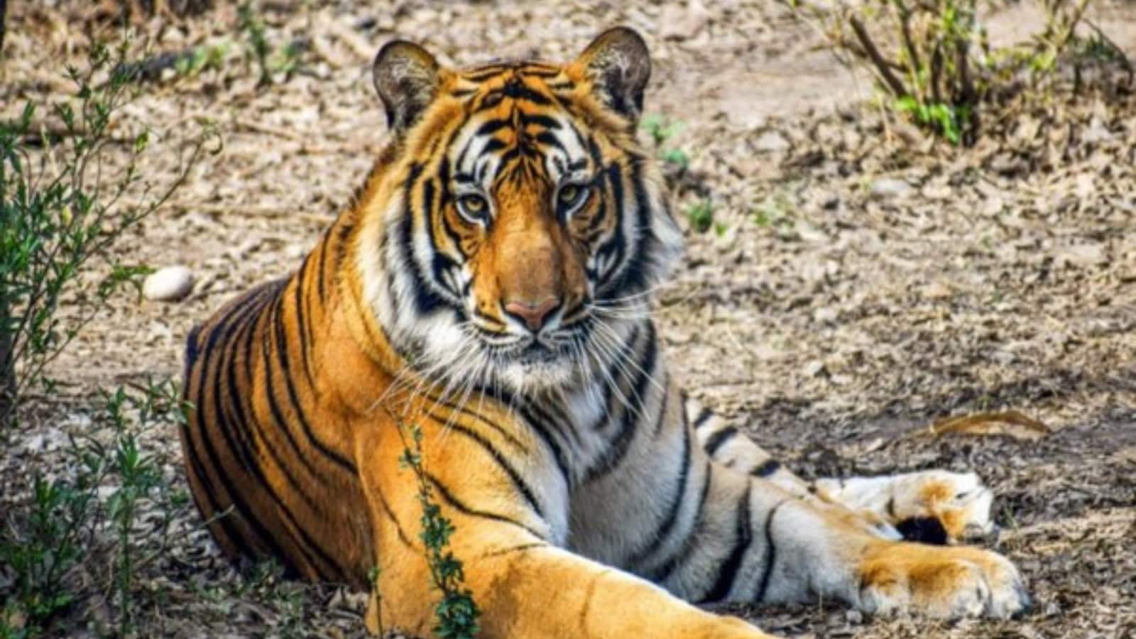'Man-Eater' Tiger Found Dead in Kerala's Wayanad
