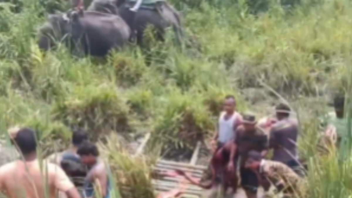 700kg Rhino Calf's Daring Rescue!