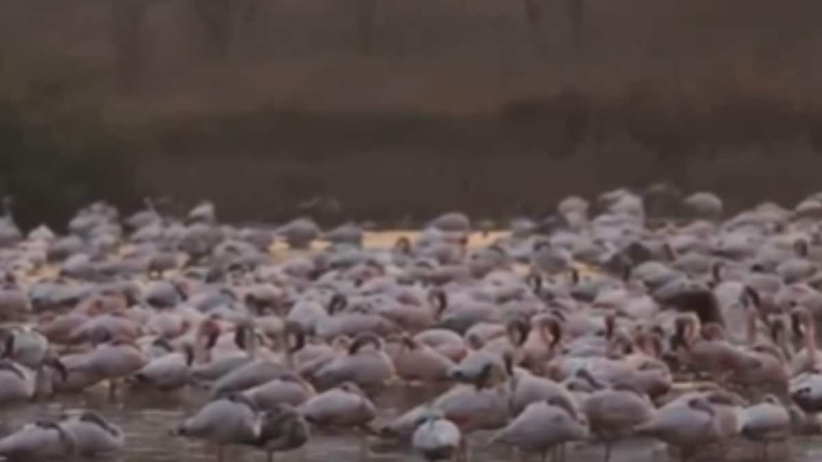 Flamingos Flock to Navi Mumbai!
