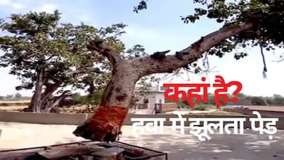 A Mysterious Tree Hanging In The Air Is The Latest Attraction In a-mysterious-tree-hanging-in-the-air-is-the-latest-attraction-in