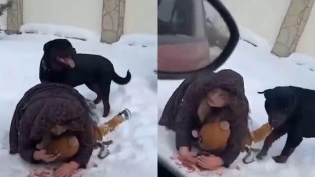 A mother bravely wrapped up her child in her embrace as she tried to save it from the attack of a Rottweiler (X)