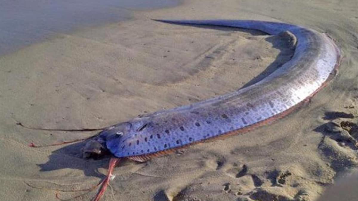 Bad Omen? Earthquakes Incoming? Doomsday Fish Spotting In Mexico Sparks ...